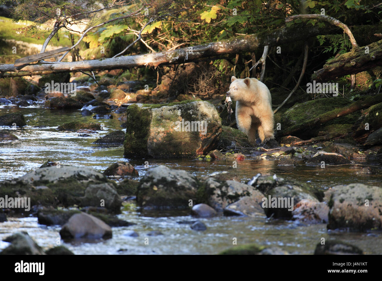 Canada, British Columbia, Great Bear Rainforest, Princess royal Iceland, mind bear, fish, flux, Stock Photo