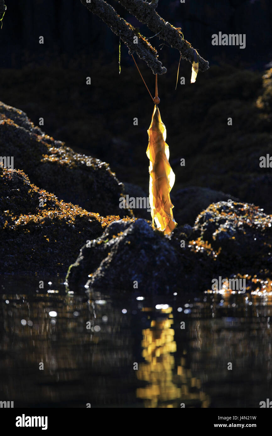 Canada, British Columbia, Great Bear Rainforest, Princess royal Iceland, coast, shore, tree seaweed, sea, Stock Photo