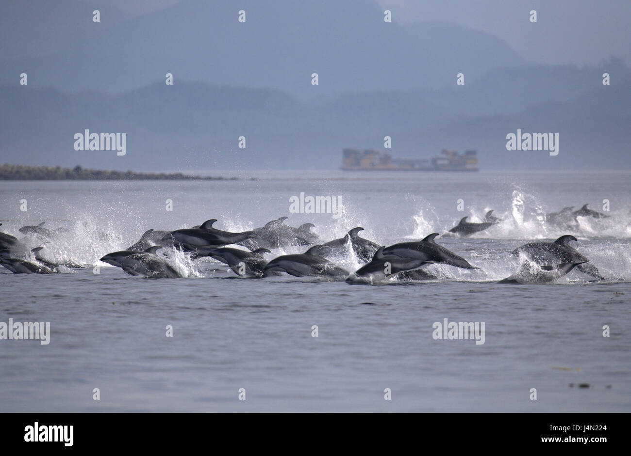 Canada, British Columbia, Johnstone Strait, Pacific white film dolphins, group, swim, sea, Stock Photo