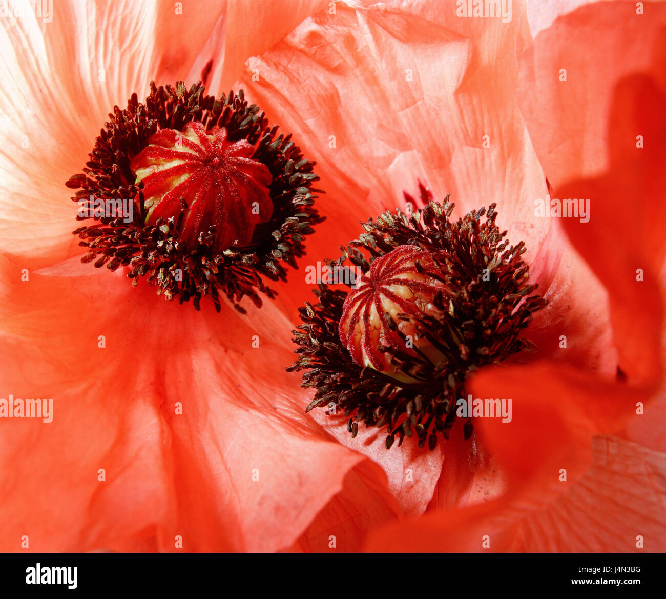 Poppy seed capsules hires stock photography and images Alamy