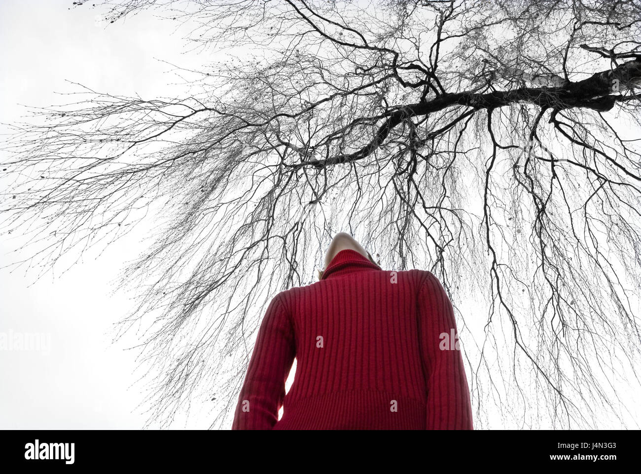 Teenagers, boy, stand, wait only, view up, broad-leaved tree, autumn, from below, people, teenager's boy, pullover, roll neck pullover, sadly, thoughtfully, thoughts, feelings, emotion, hope, expectation, outside, Stock Photo