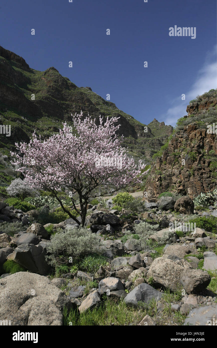 Spain, grain Canaria, mountains, almond tree, blossom, Stock Photo
