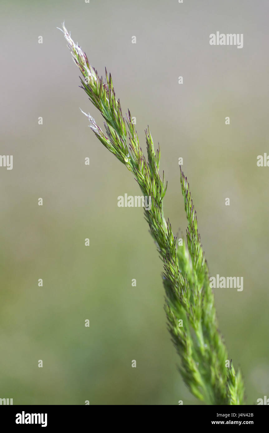 Rasen-Schmiele, Deschampsia cespitosa, detail, plant, grass, Rasenschmiele, Schmiele, sweet grass, nature, growth, object photography, Stock Photo