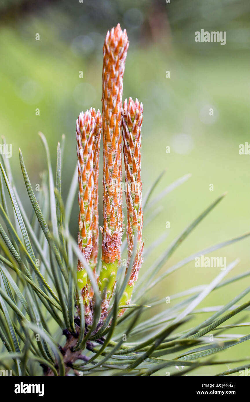 Mountain jaws, Pinus mugo, detail, instincts, plant, tree, conifer, pine, green, instincts, points, instinct points, jaw plant, Pinaceae, branch, pine needles, sprout, growth, Stock Photo