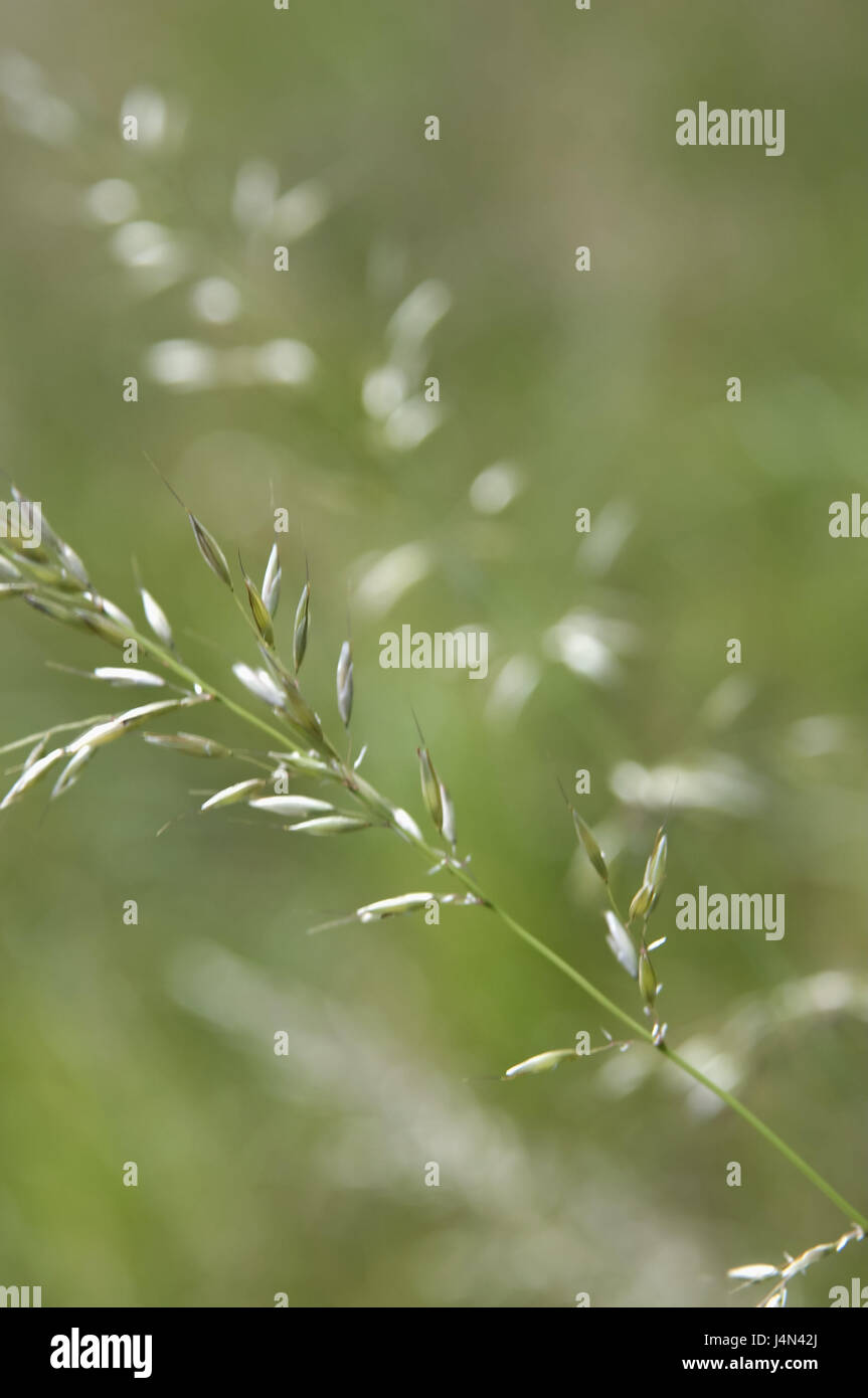 Grass, Sparrige Trespe, Bromus squarrosus, plant, grass, sweet grass, nature, wild plant, nature, growth, object photography, Stock Photo