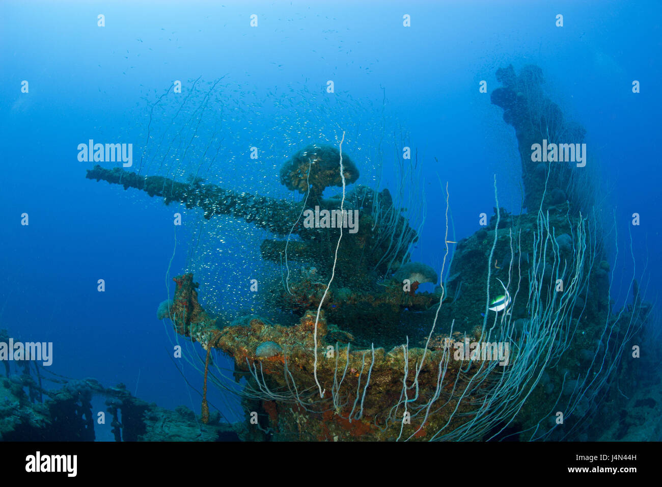Submarine wreck, USS-Apogon, 5 inches Geschütz, corals, Stock Photo