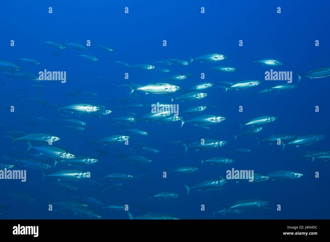 Fish dream, Atlantic atlantic bonitoes, Stock Photo