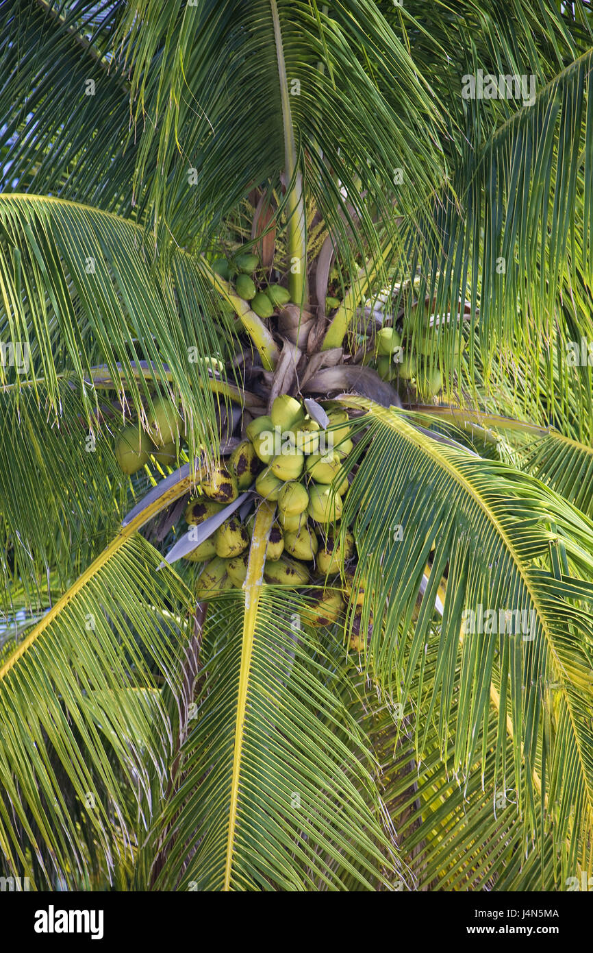 French Polynesia, Bora Bora, coconut tree, Stock Photo