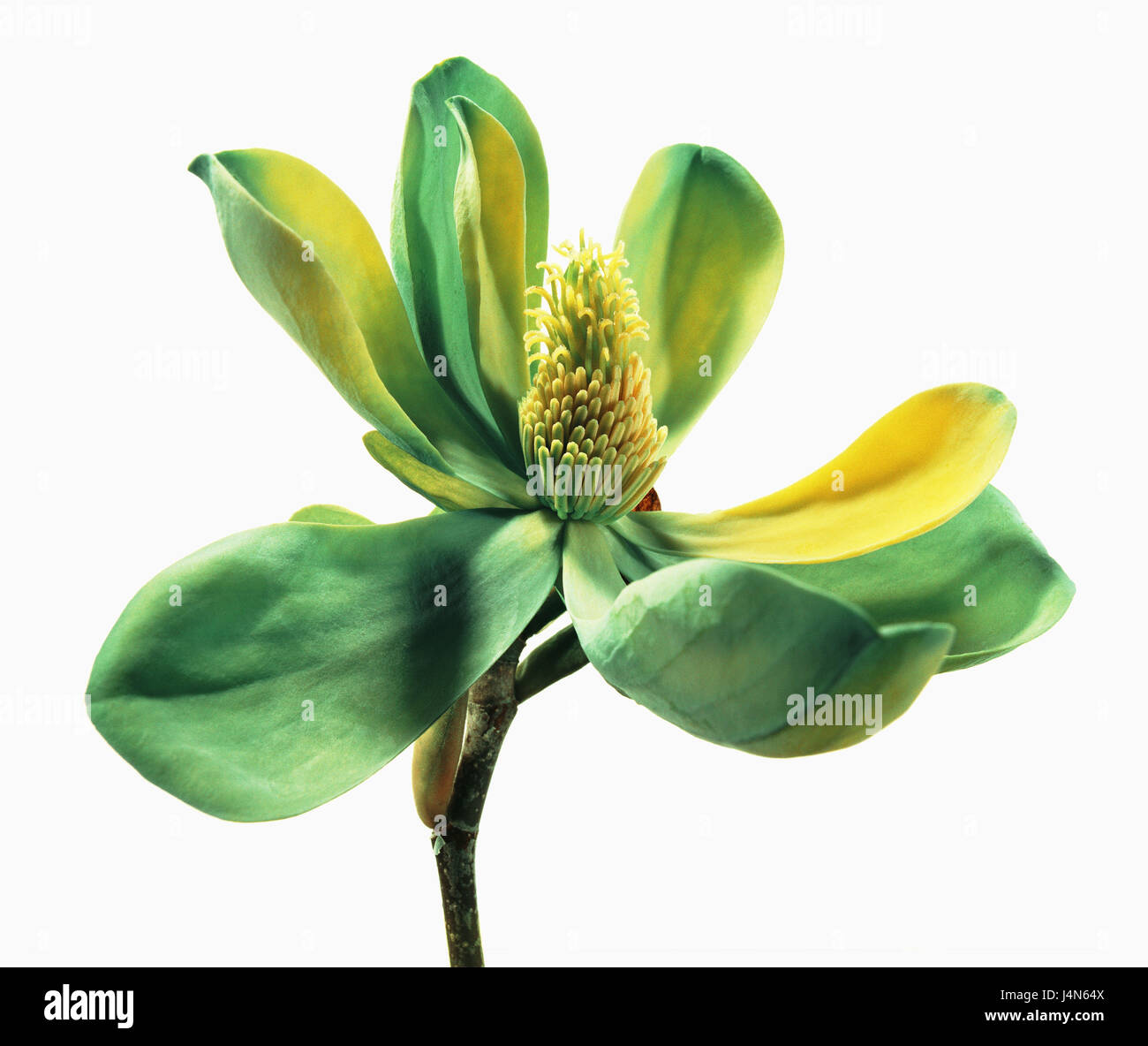 Magnolia, name: 'Moegi Dori' (Yellow Green Bird), Stock Photo