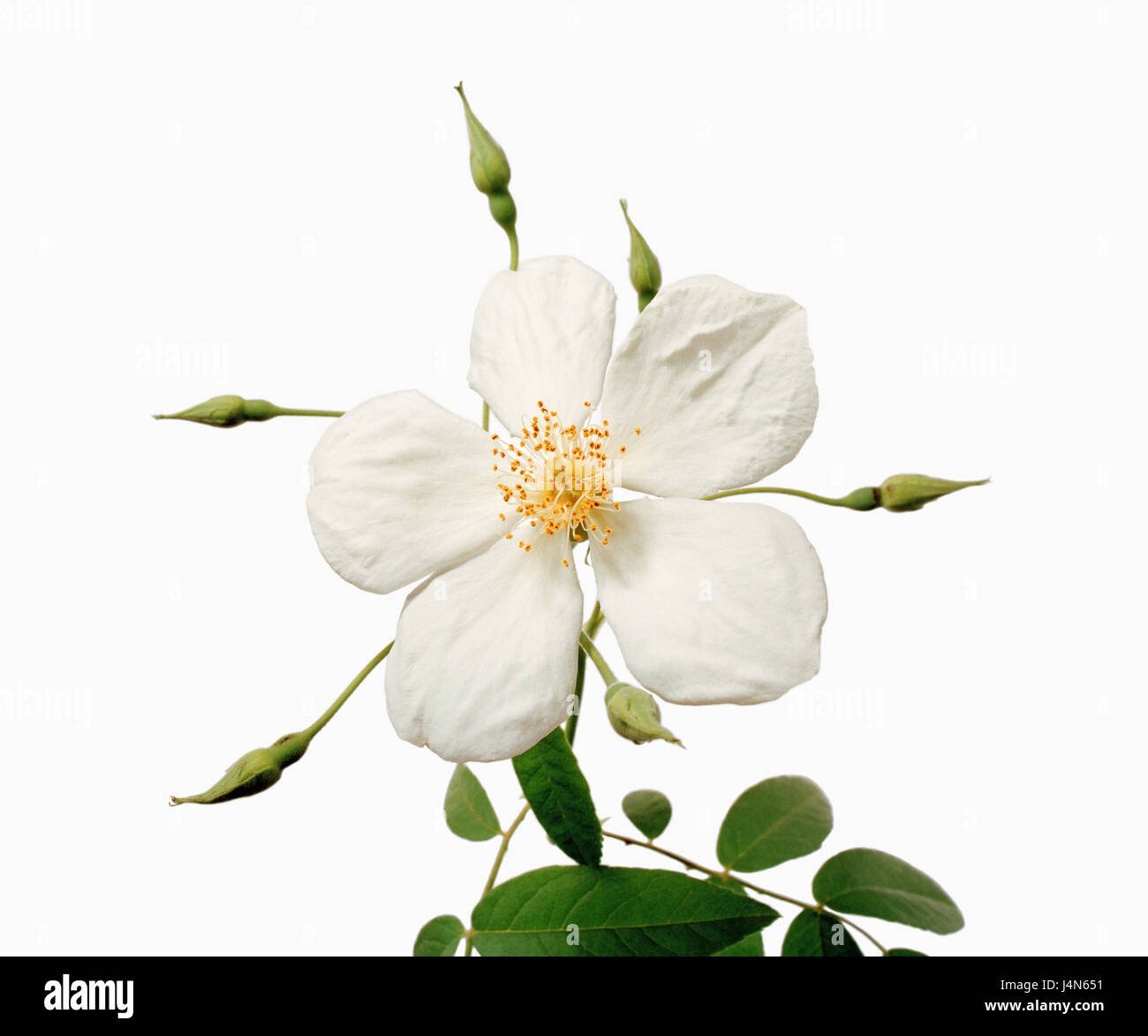 Rose, name: 'La Mortola', wild roses, form of the R. brunonii Lindl., Italy, approx. 1936, Stock Photo