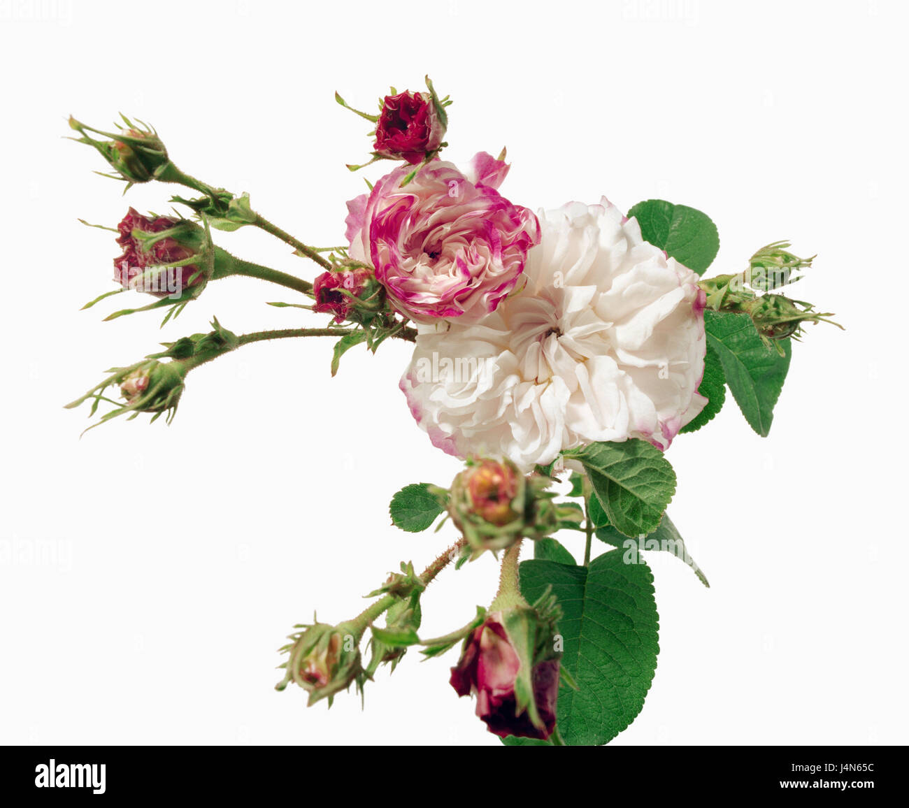 Rose, name: 'Leda', dissection Gallicanae, Damaszener roses, breeders: Deschiens, France, in 1826, Stock Photo