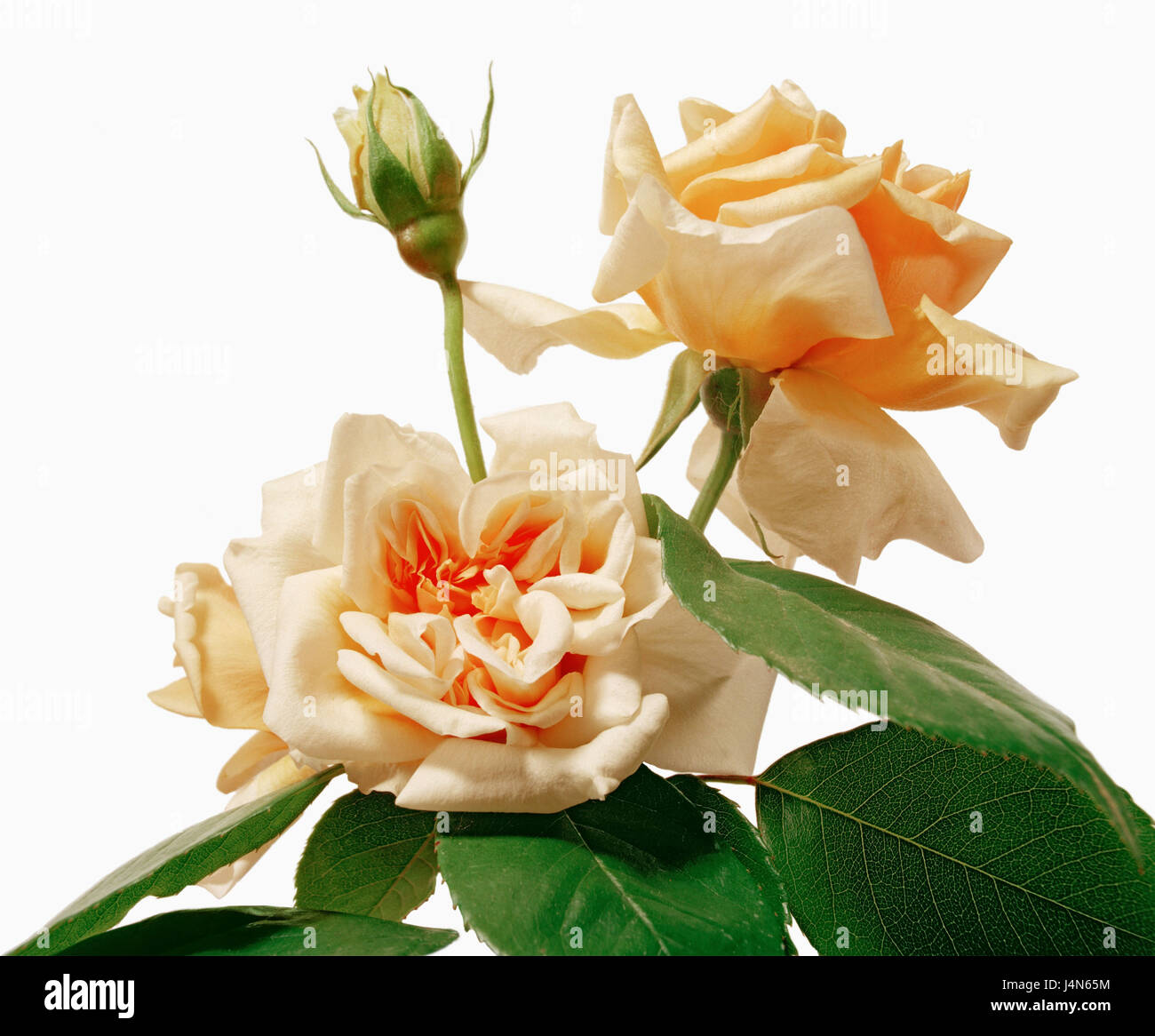 Rose, name: 'William Allen Richardson', Sektions Chinenses, Noisette roses, breeders: Widow Ducher, France, in 1878, Stock Photo