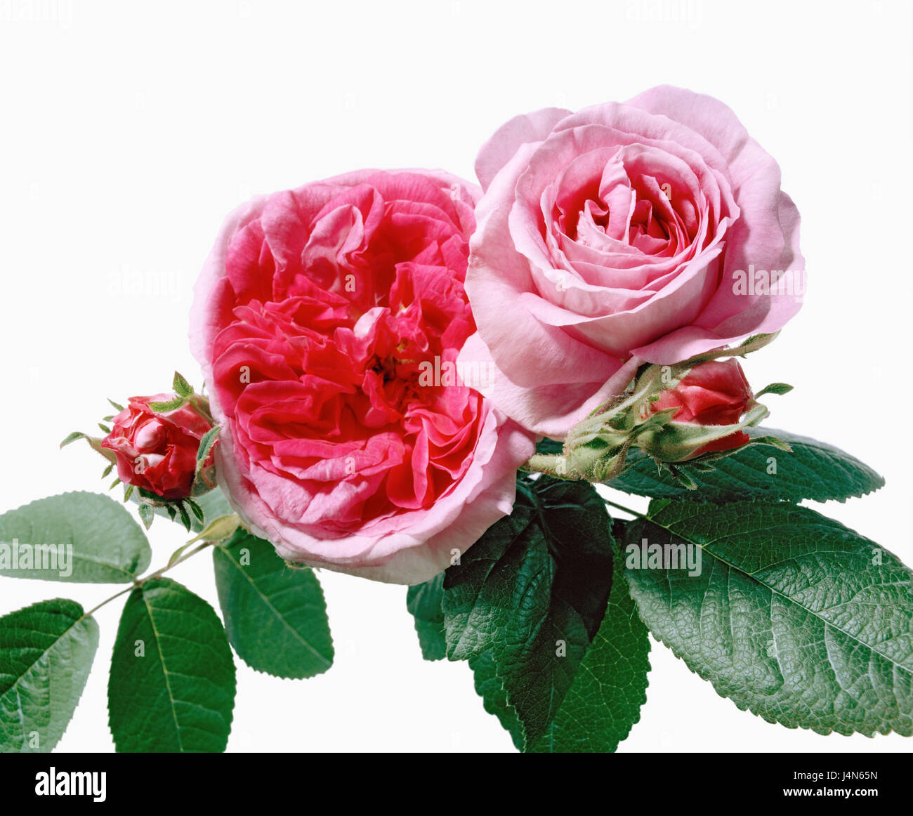 Rose, name: 'Président de Sèze', dissection Gallicanae, Gallica roses, breeders: Madame Hébert, France, in 1828, Stock Photo