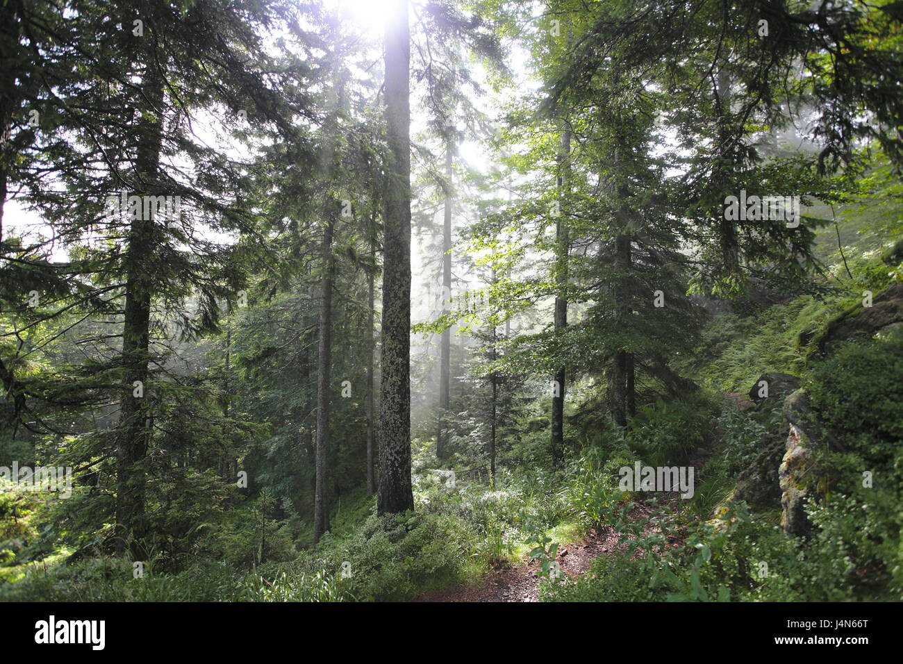 Black Forest, forest way, back light, Stock Photo