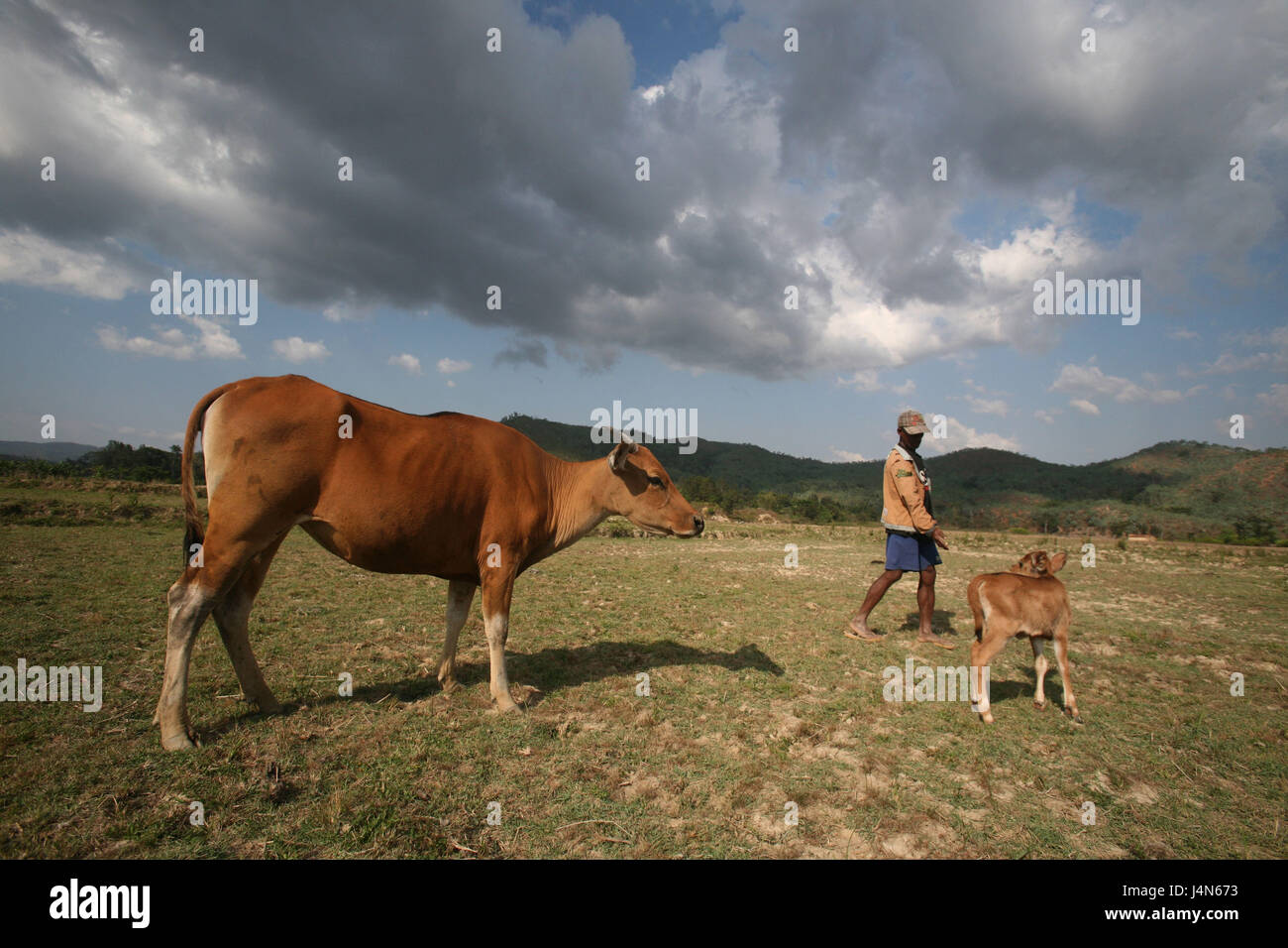 Democratic republic of Timor-Leste, Alieu, meadow, man, cortexes, Stock Photo