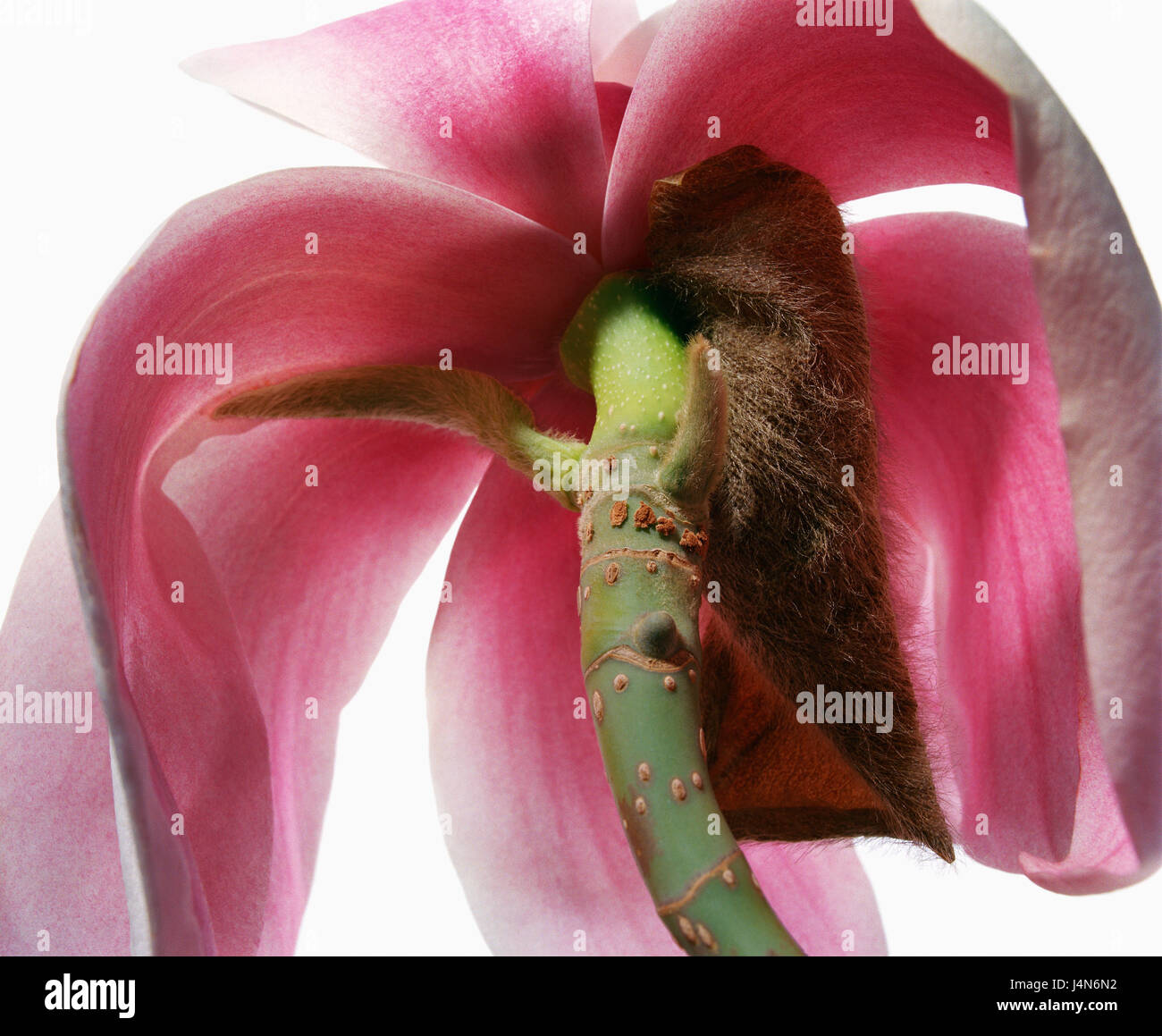Caerhays alb - seedling, close up, Stock Photo