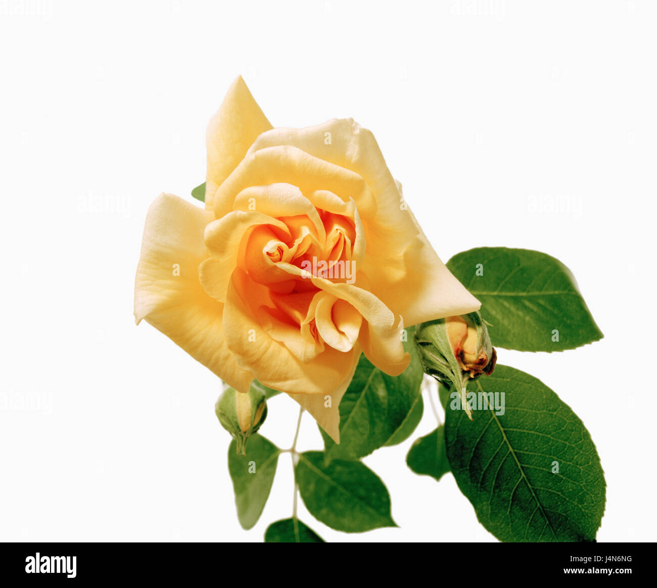 Rose, name: 'William Allen Richardson', Sektions Chinenses, Noisette roses, breeders: Widow Ducher, France, in 1878, Stock Photo