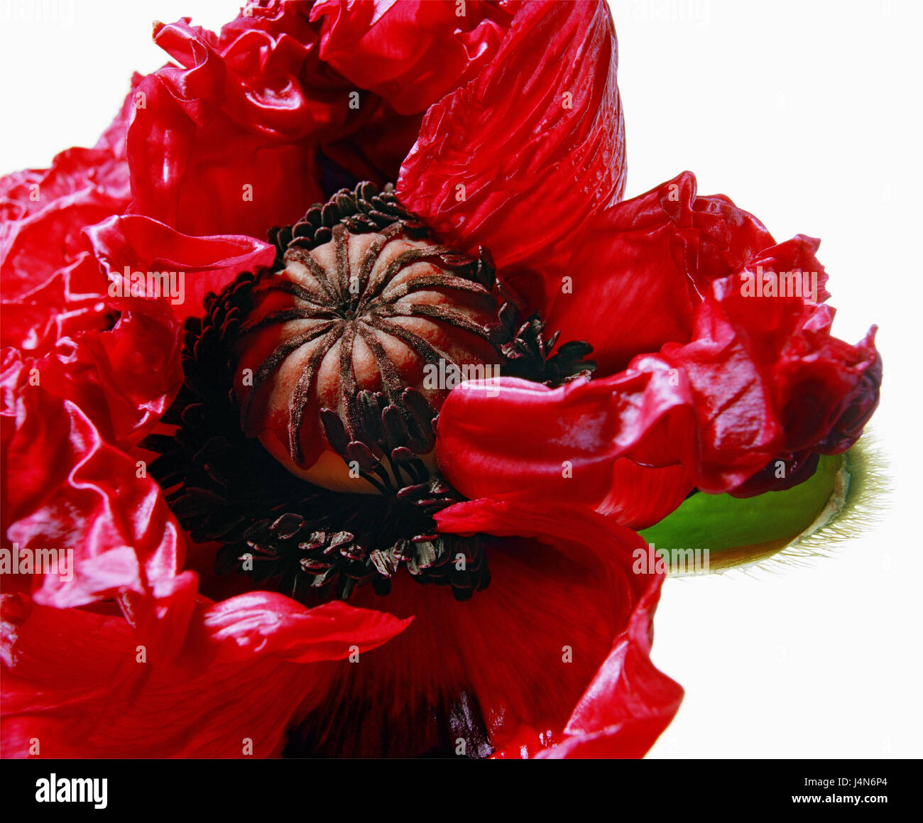 Poppy seed, blossom, detail, seedling Stock Photo - Alamy