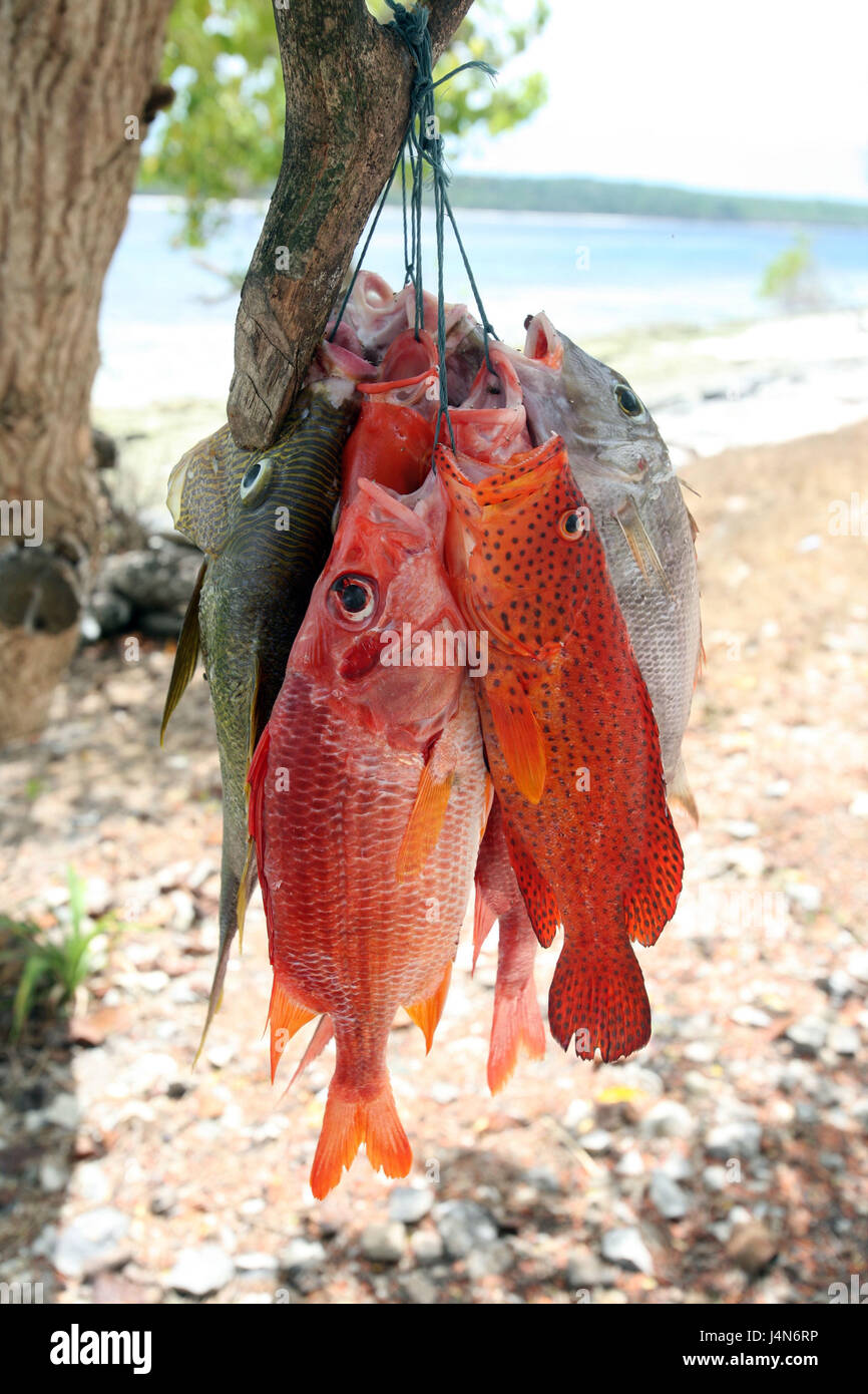 Democratic republic of Timor-Leste, Tutuala, Jako island, beach ...
