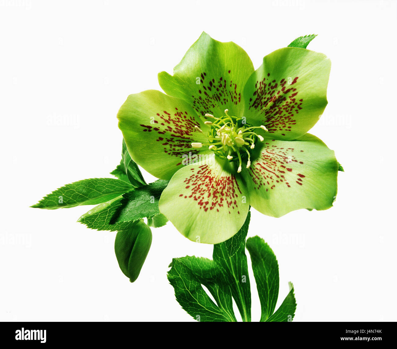 Christmas rose, name Helleborus odorus x Helleborus orientalis hybrid