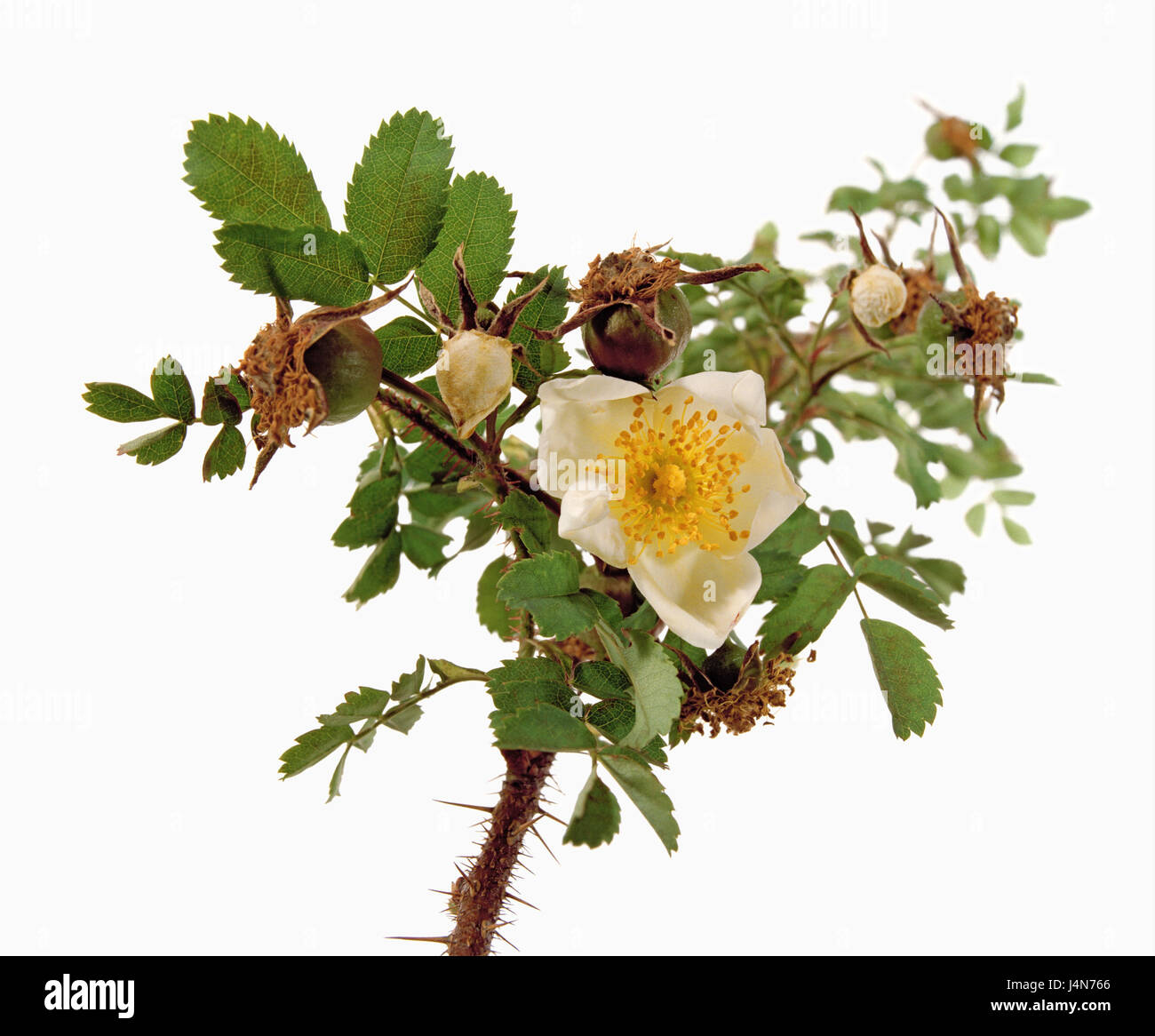 Rose, name: Rose pimpinellifolia 'Nana' Andr., dissection Pimpinellifoliae, Bibernellrosen, Scotland, before 1806, Stock Photo