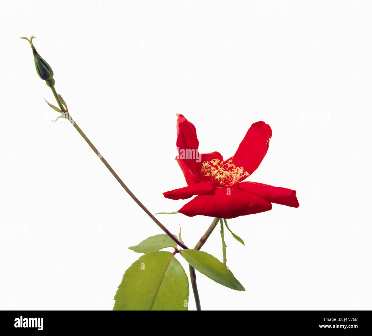 Rose, name 'Sanguinea', dissection Chinenses, China roses Stock Photo