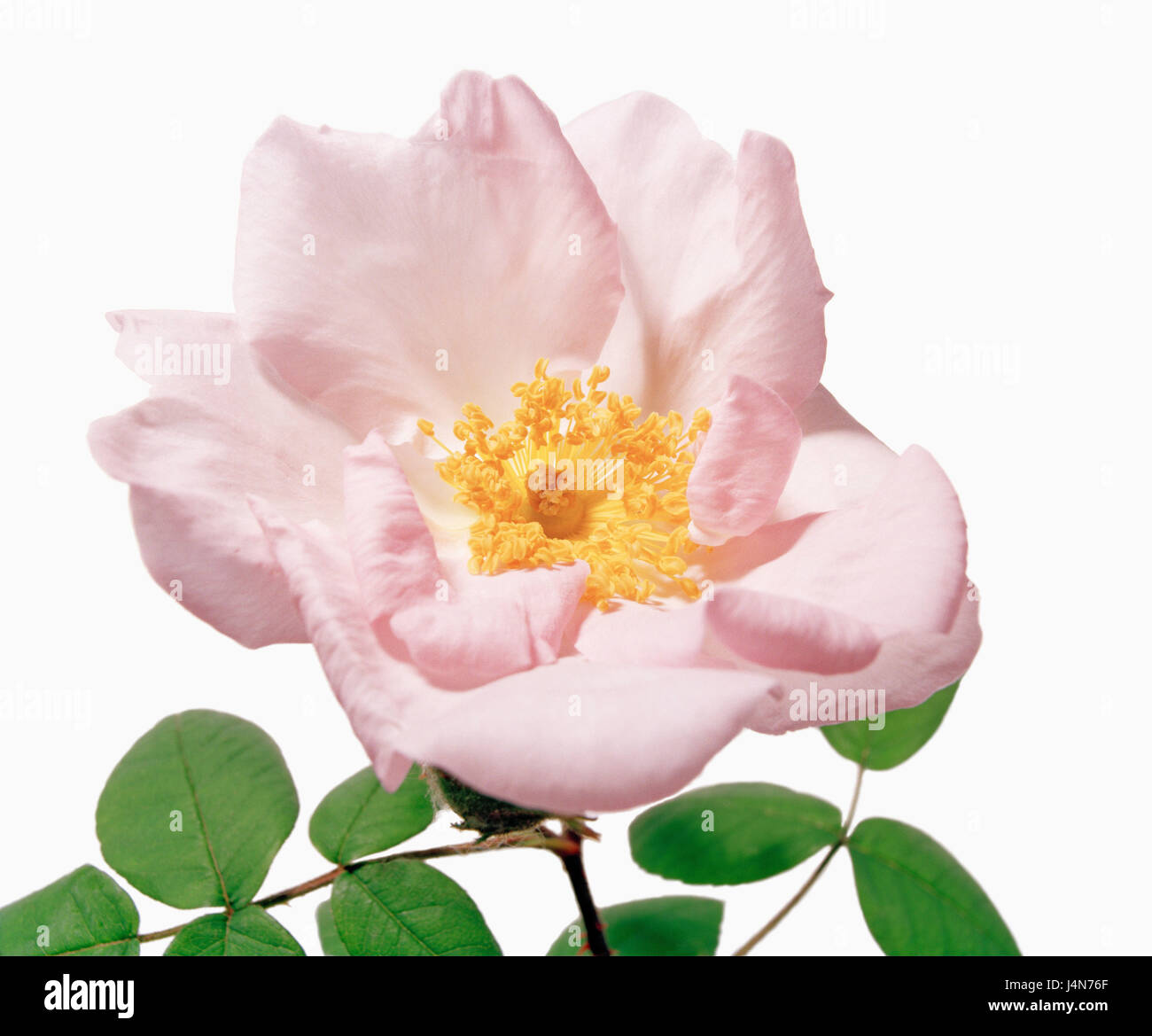 Rose, name: Rose richardii Rehd., dissection Gallicanae, wild roses, introduced in 1902, Stock Photo