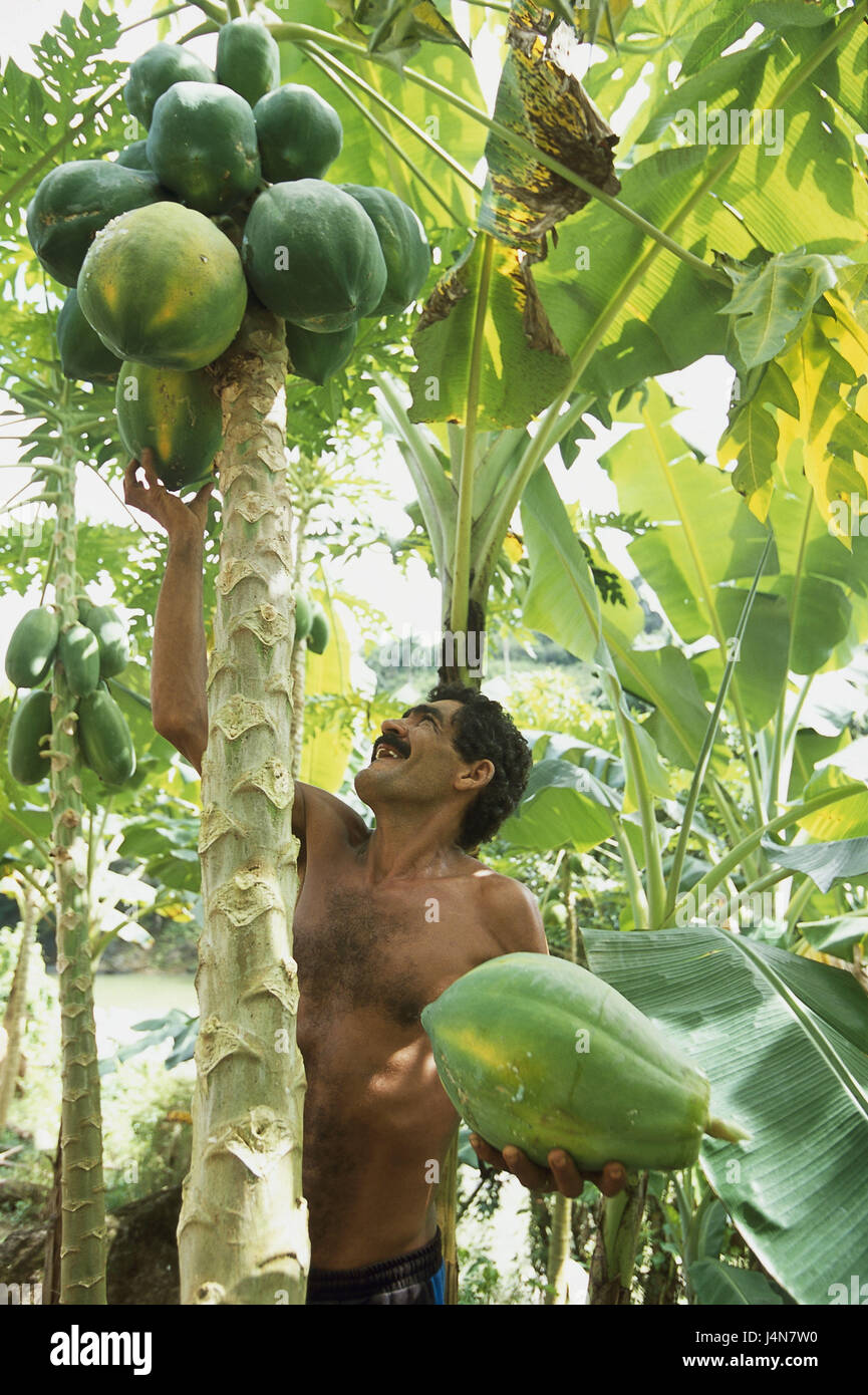Cuba, Baracoa, papaya plantation, man, papayas, harvest, no model