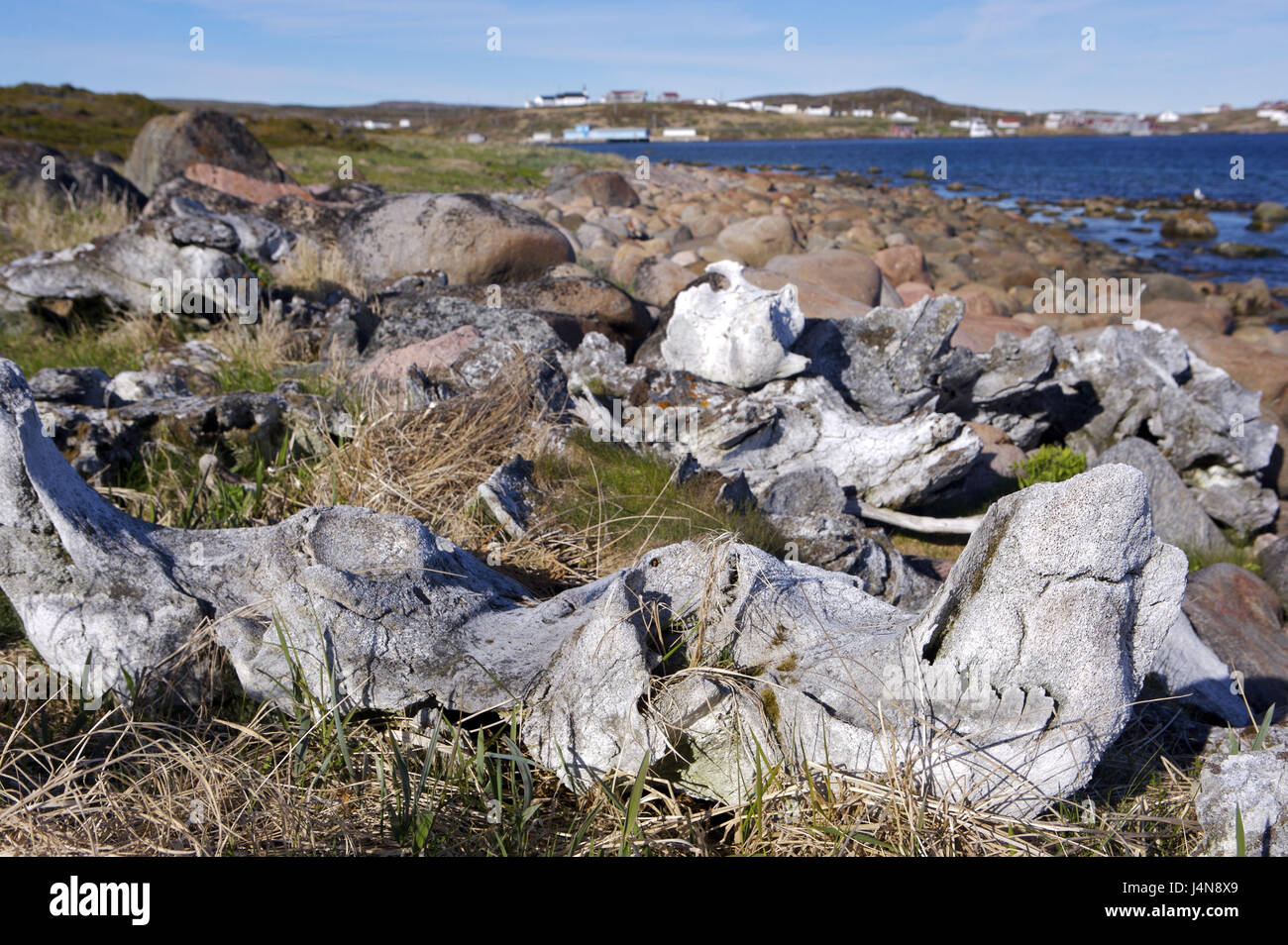Canada, Labrador, Red Bay, coast, whale fish bone, Stock Photo