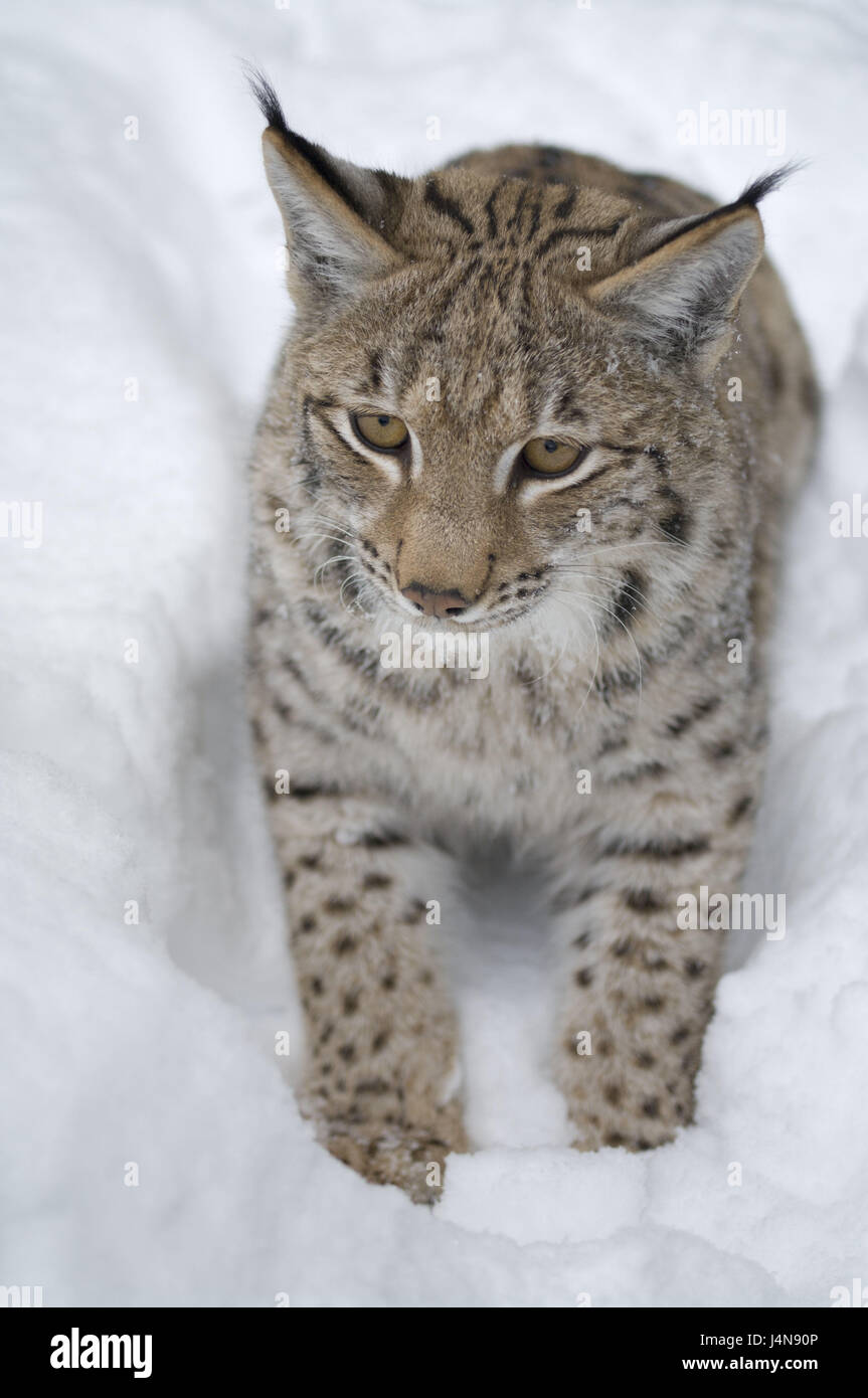 Lynx big cat close up tête imprimé photo multicolore 16" oreiller housse de coussin 