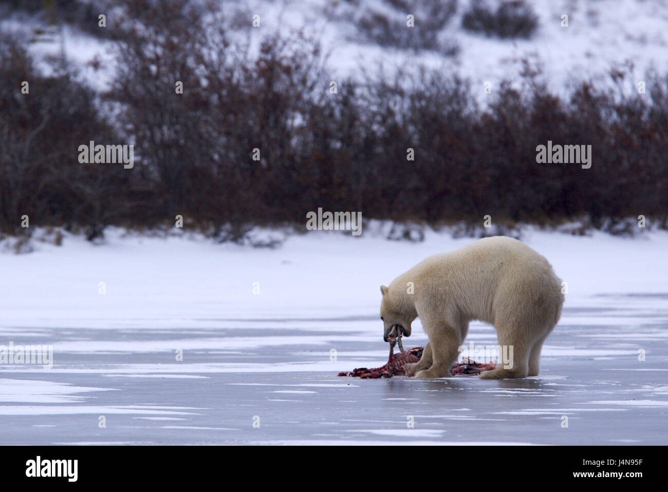 Polar bear, Ursus maritimus, eat, Hudson Bay, Churchill, Manitoba, Canada, Stock Photo