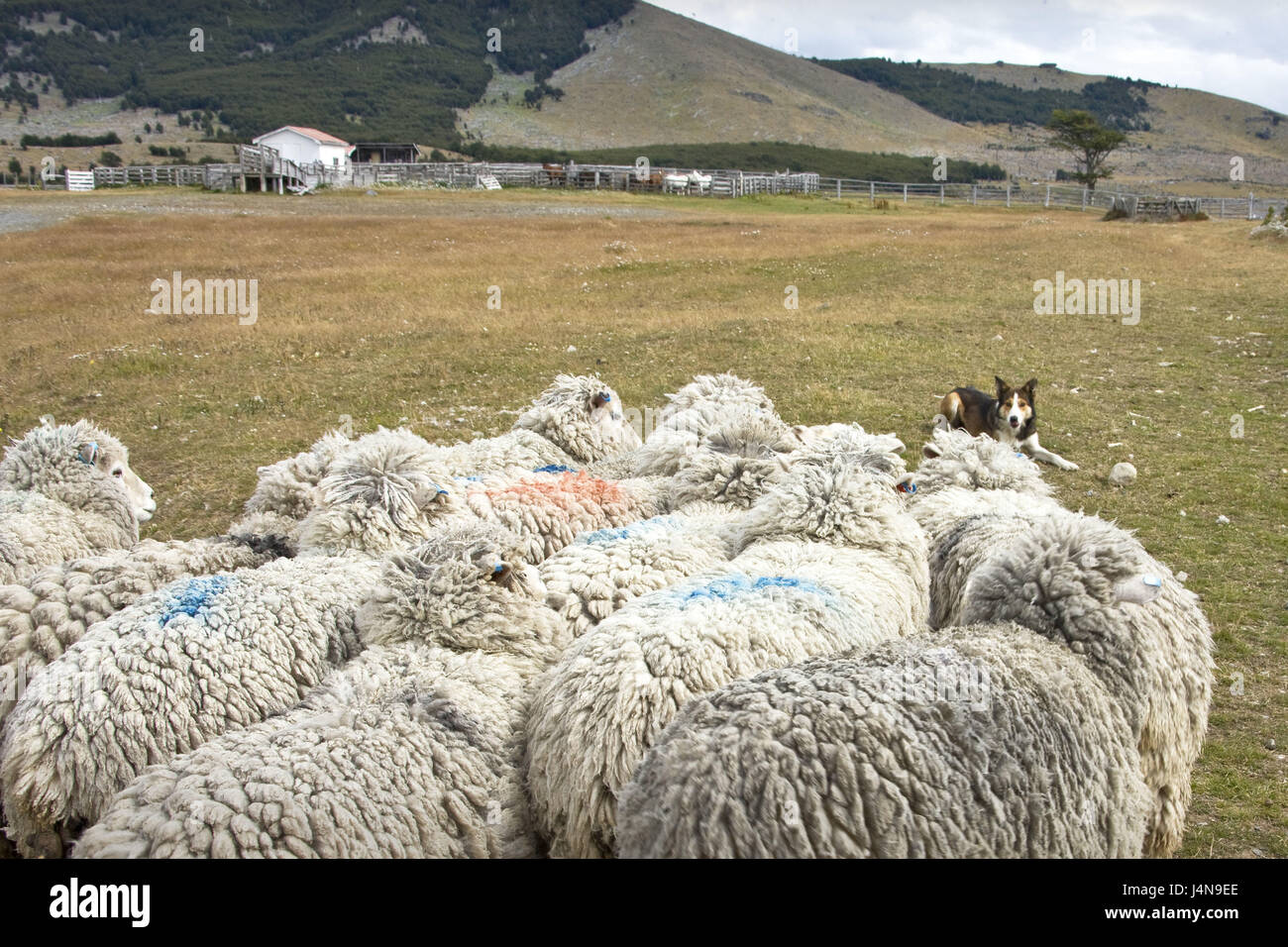 Chile, Patagonia, Cerro Negro, Estancia, sheep, dog, pay attention, no model release, Stock Photo