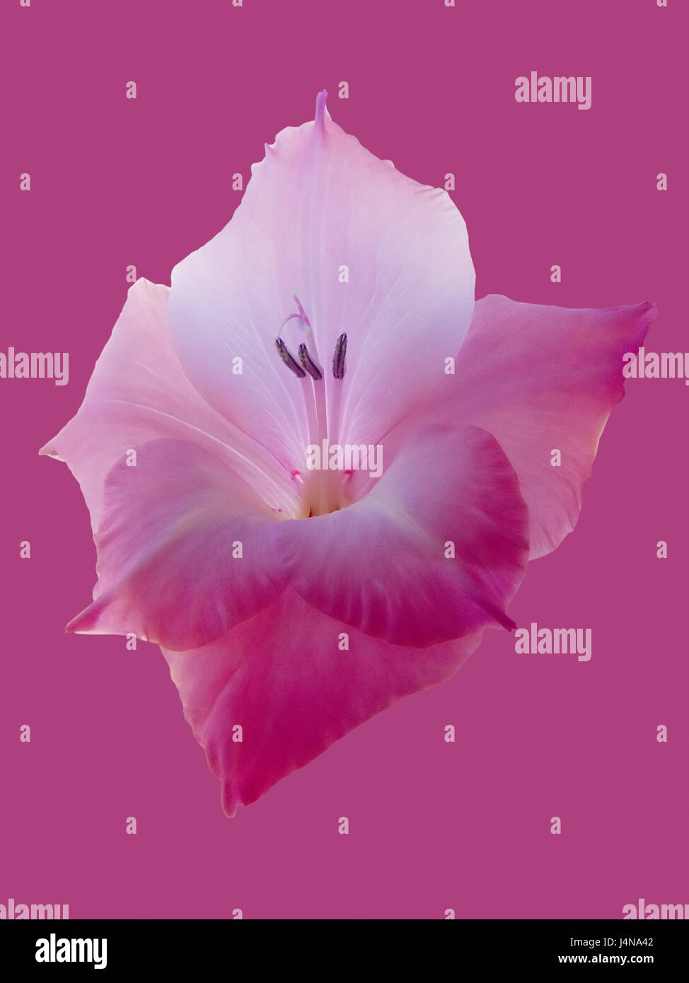 Winter Hard Gladiolus Gladiolus Communis Blossom Dust Vessels