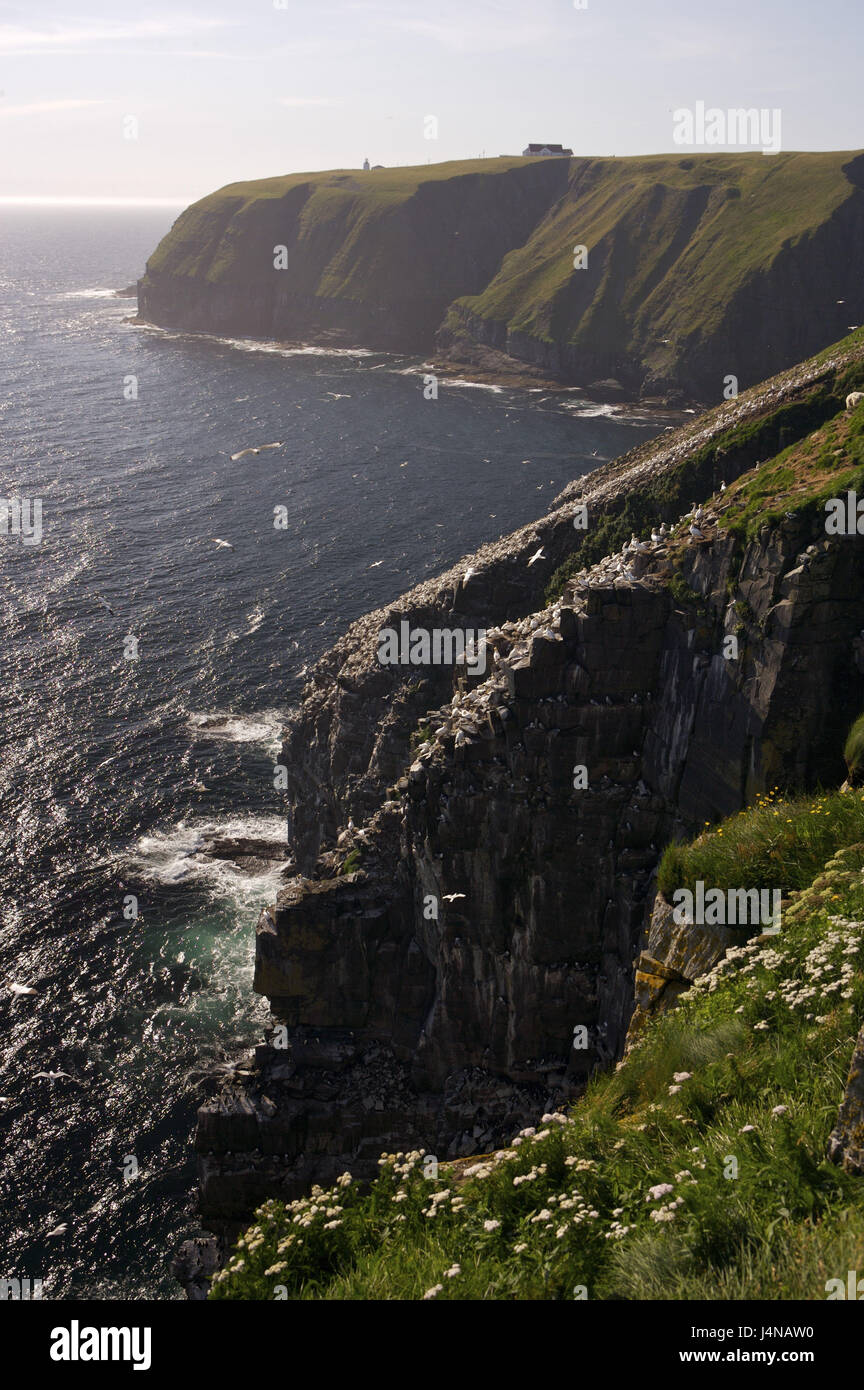 Canada, Newfoundland, Avalon Peninsula, Placentia Bay, cape piece Mary's, coastal scenery