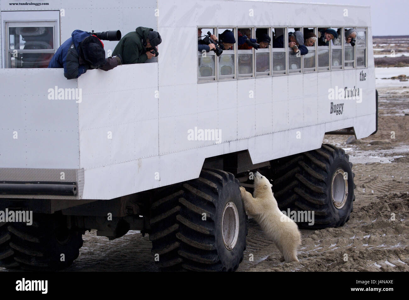 Tundra buggy hi-res stock photography and images - Alamy