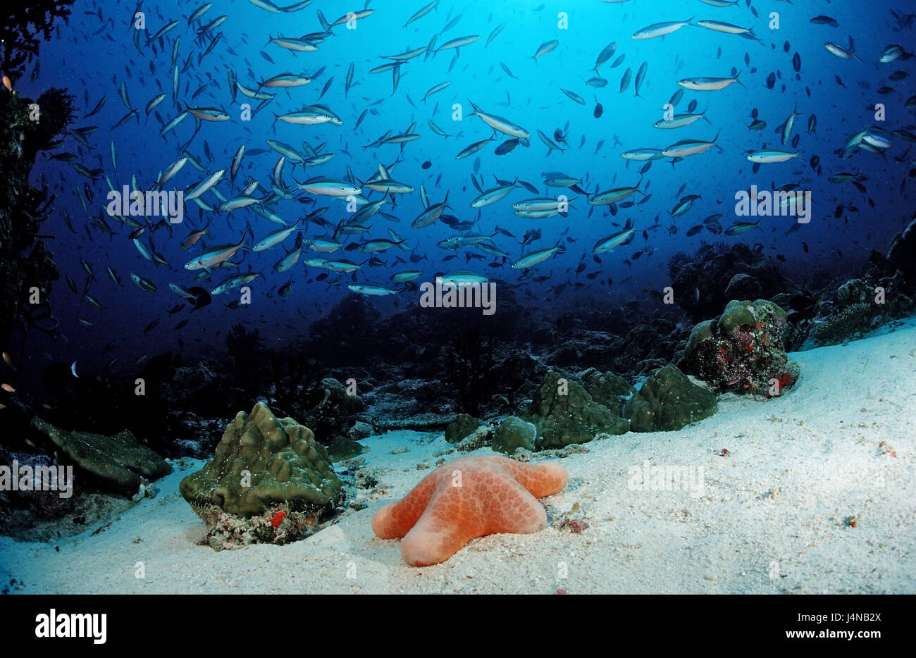 Fish dream, neon fusiliers, cushion starfish, Pterocaesio tile, Choriaster granulatus, Stock Photo