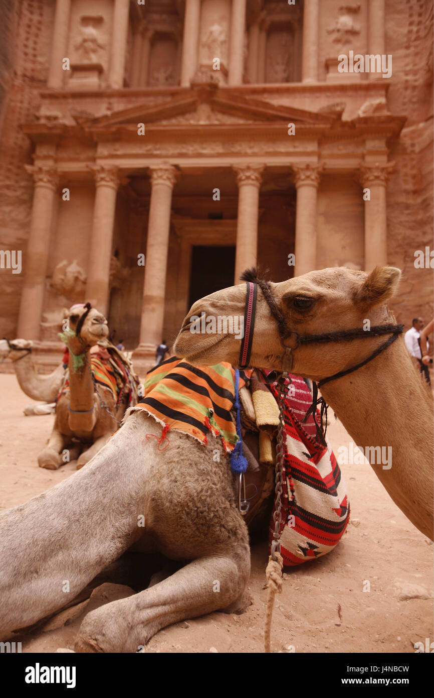 The Middle East, Jordan, Petra, treasure house, camels, Stock Photo