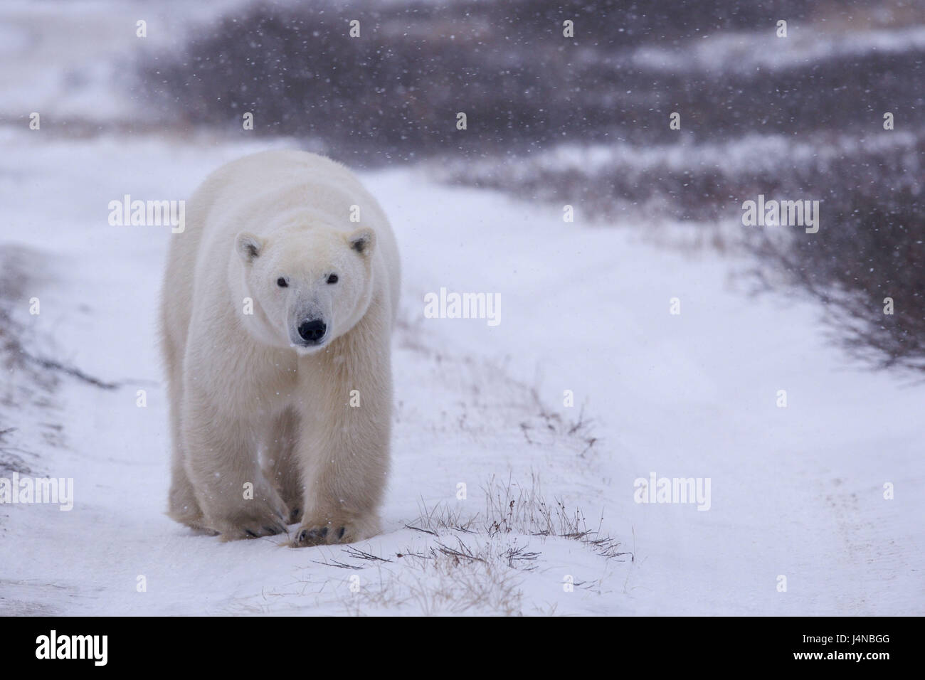 Polar bear, Ursus maritimus, go, snowfall, Hudson Bay, Churchill, Manitoba, Canada, Stock Photo