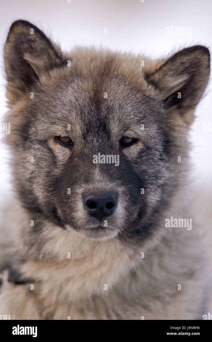 Canadian Eskimo dog, young animal, portrait, Churchill, Manitoba