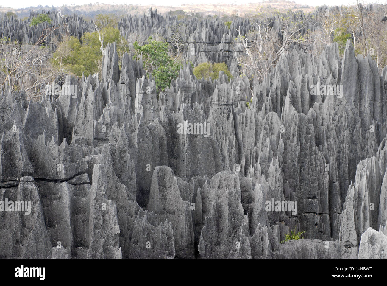 Bile formations, Tsingys, pool temperament integral Tsingy de Bemaraha, Madagascar, Stock Photo