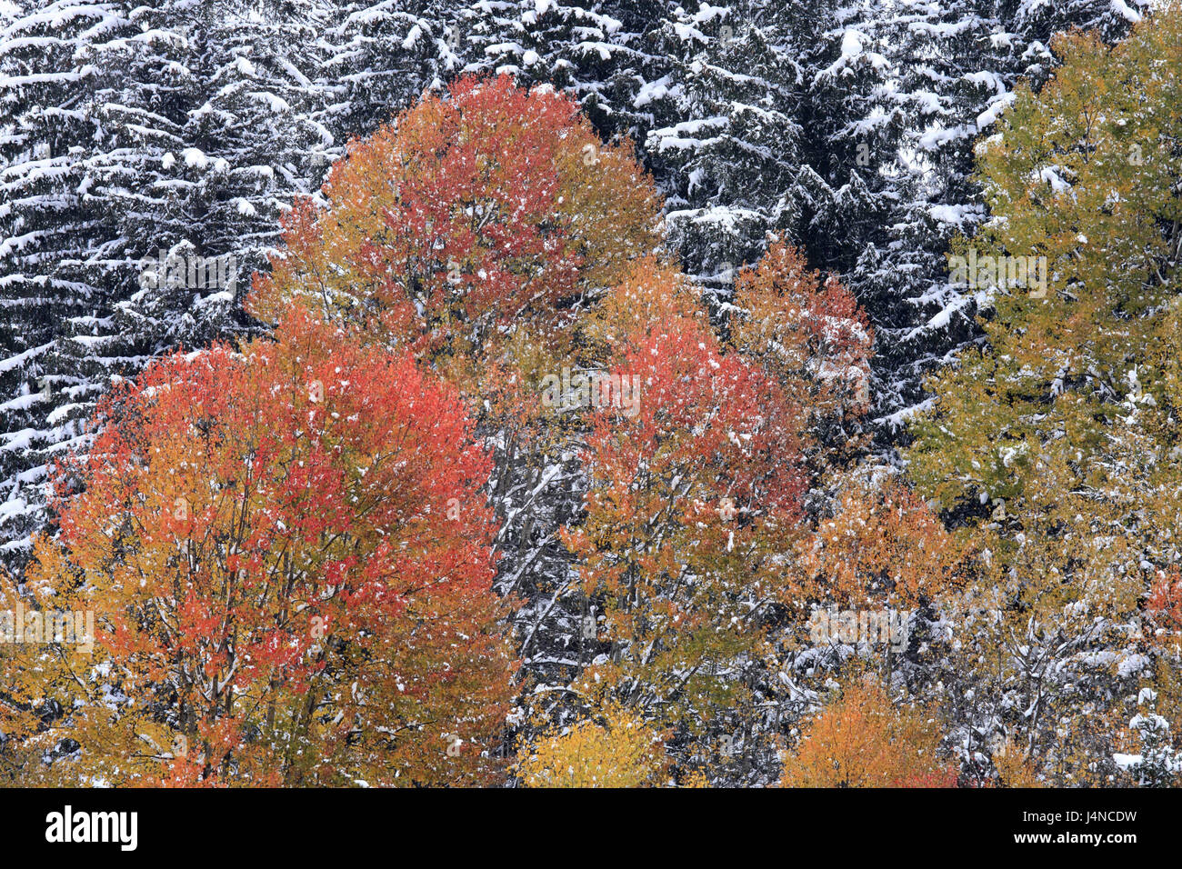 Trees, late autumn, snow, Stock Photo