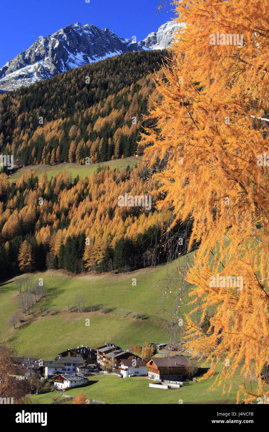 Italy, South Tirol, Ahrntal, farmhouses, larches, autumn, Stock Photo