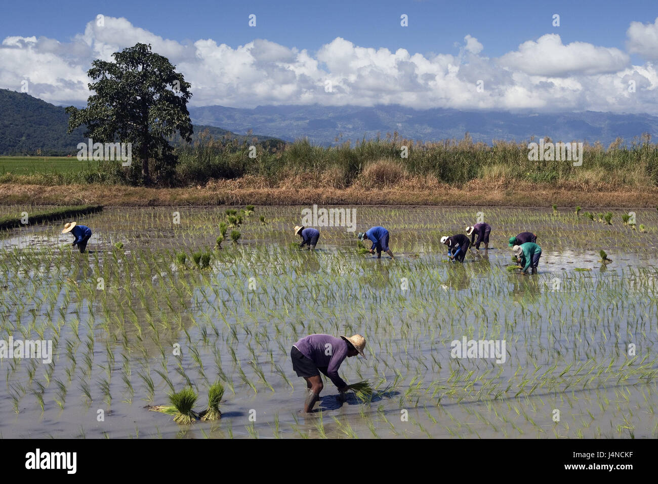 Cordon Rice Field The Philippines, island Luzon, Cordillera, meadow Ban District, travel ...