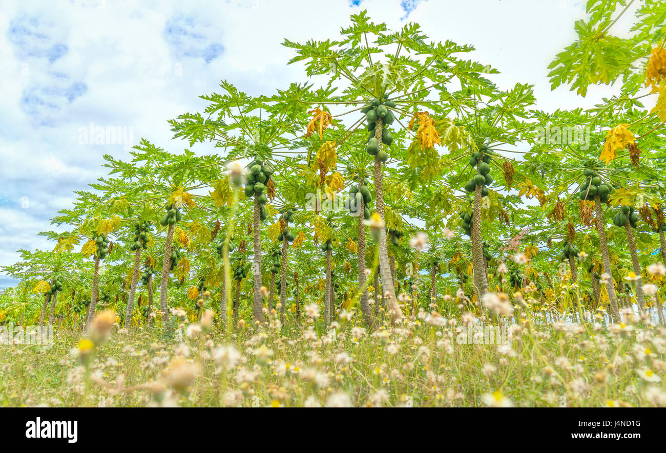 Papaya garden with trees hundreds of beautiful shape beautiful long