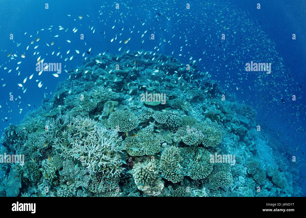 Coral reef, hard corals, fish, Stock Photo