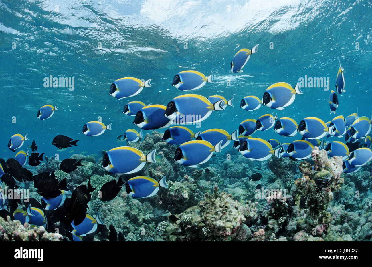 Fish dream, Weisskehl-doctor's fish, Acanthurus leucosternon, Stock Photo