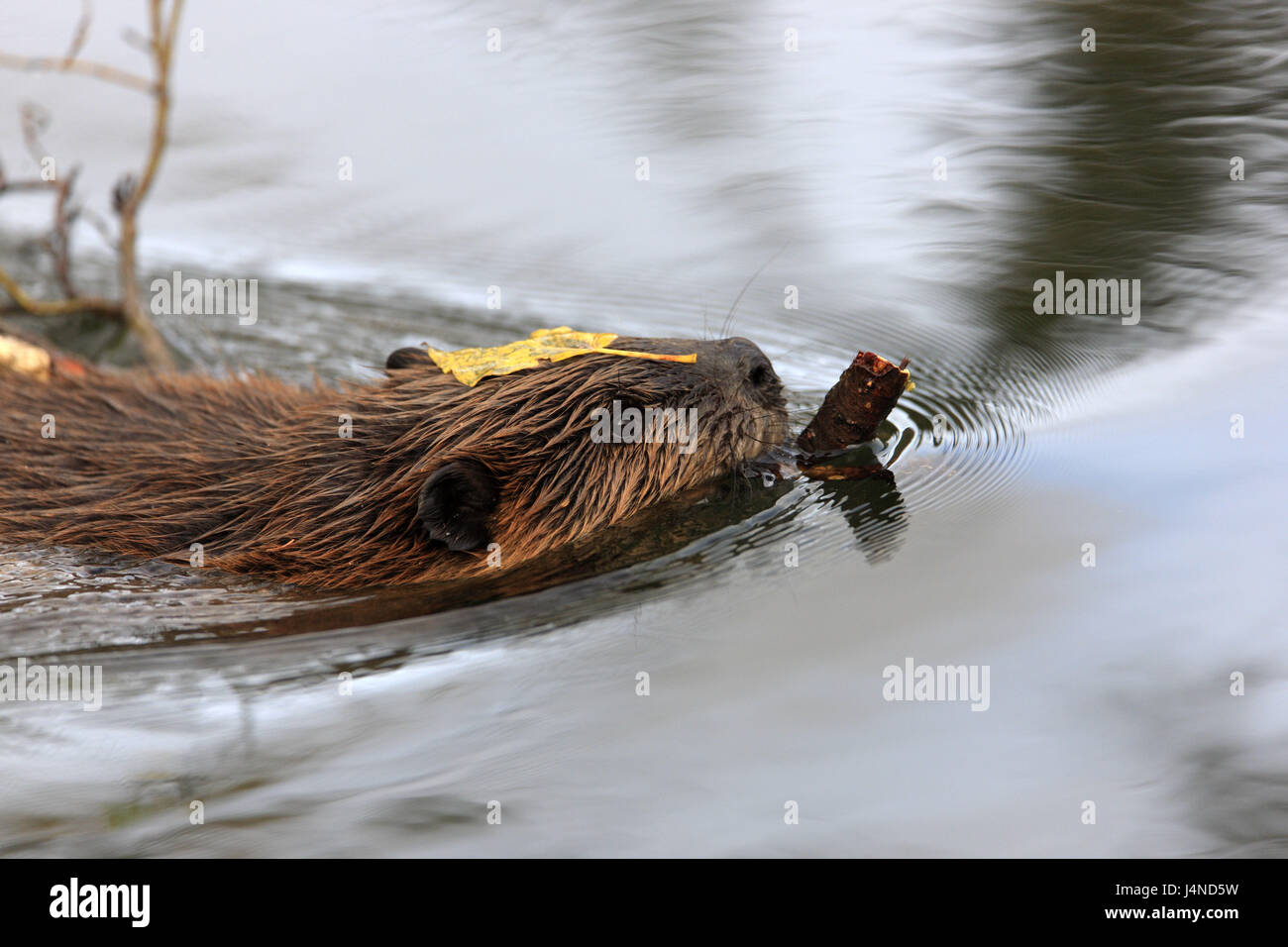 Two beavers castor fiber hi-res stock photography and images - Alamy