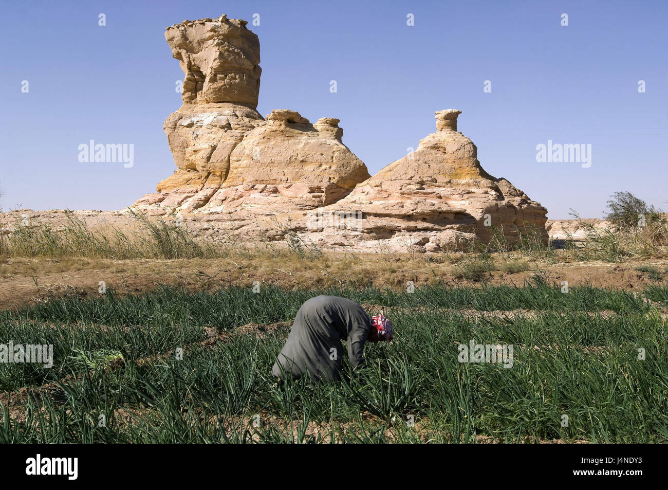 Egypt, desert, Dakhla oasis, field scenery, worker, bulb plants Stock