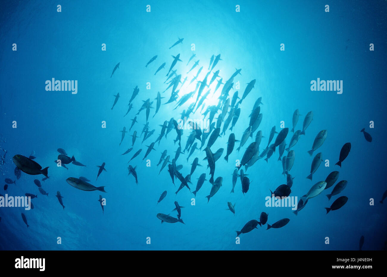 8,400+ Dreaming Of Fish Stock Photos, Pictures & Royalty-Free Images -  iStock