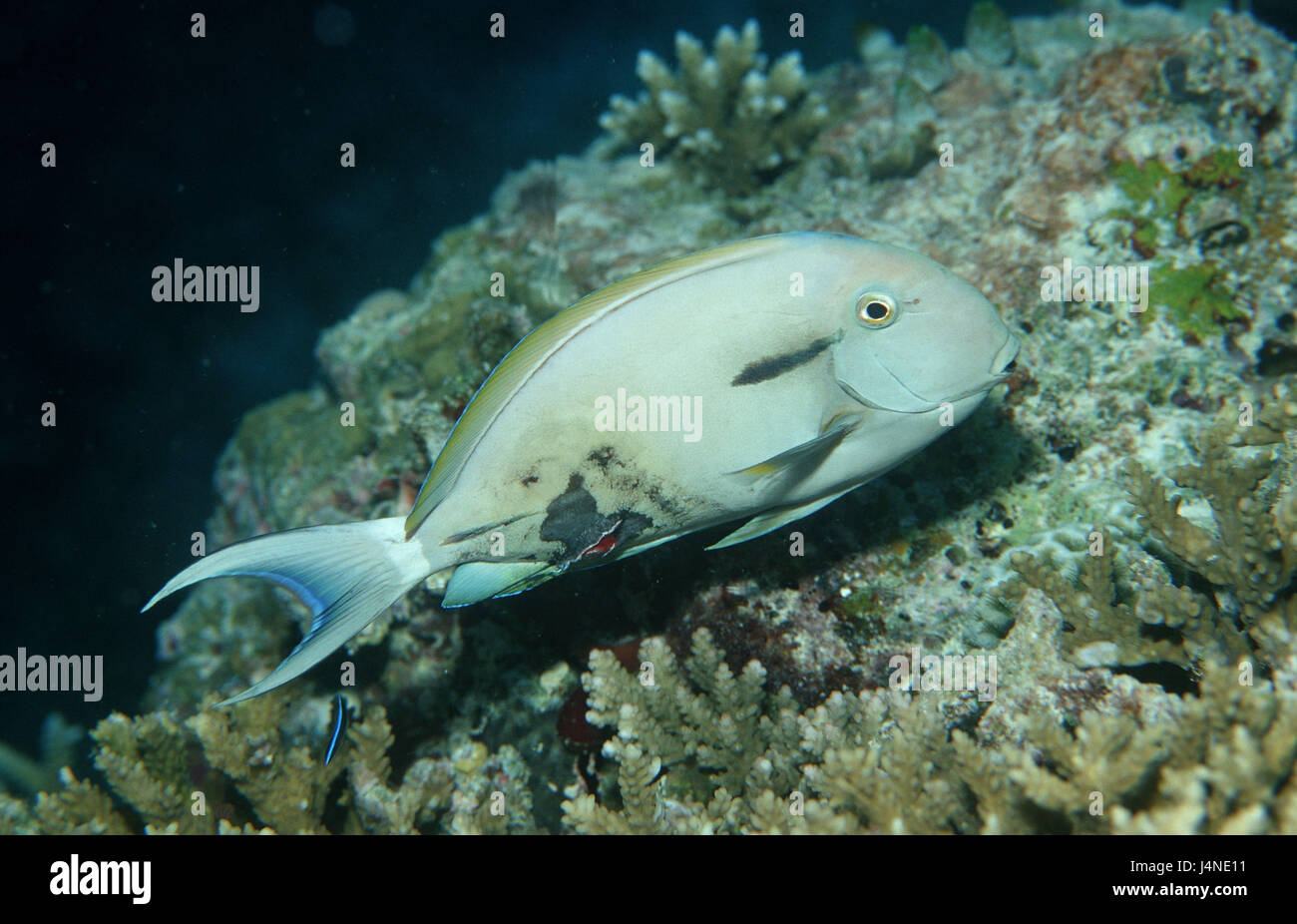 Doctor's fish, Acanthurus spec., injury, Stock Photo